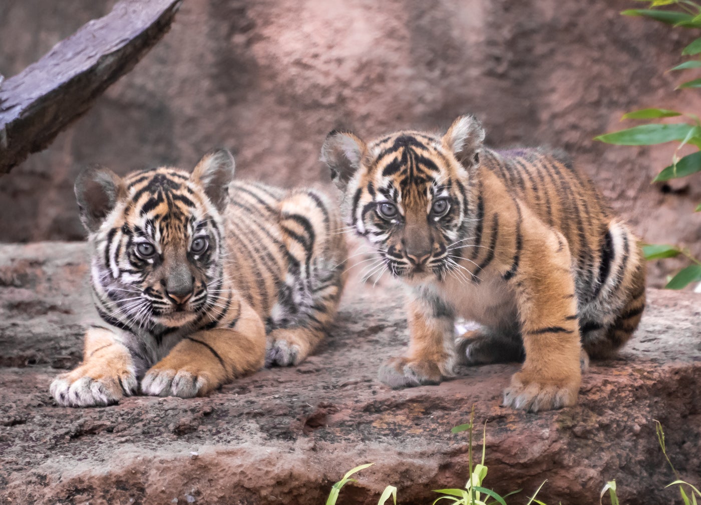 Public can see Oklahoma City Zoo's endangered tiger cubs, Luna and Bob